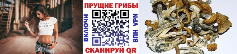 darknet Telegram  где найти   Рассказово  Псилоцибиновые грибы ЛСД  МЕГА ссылки 